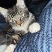 Photo of George ** 2nd Chance Cat Rescue**