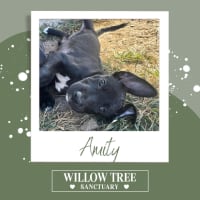 Photo of Amity