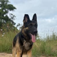 Photo of Tank