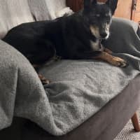 Photo of Jessica   6 Year Old Kelpie X Cattle Dog