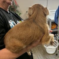 Photo of Ottie
