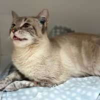 Photo of Boo