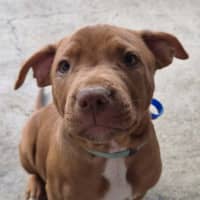 Photo of Rex