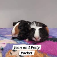 Photo of Jean And Polly Pocket