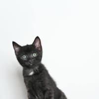 Photo of Jaffa 