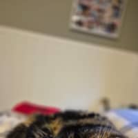 Photo of Fanta And Coke 