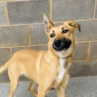 Photo of Rusty
