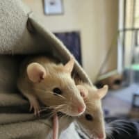 Photo of Rosie