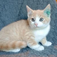 Photo of Meowzart