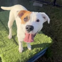 Photo of Tucker