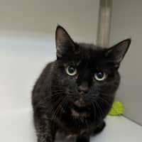 Photo of Lacey
