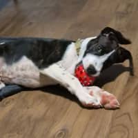 Photo of Jolly