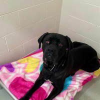 Photo of D1067 Buster