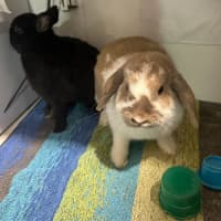 Photo of Lola & Mitsy