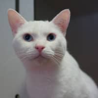 Photo of Helios