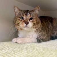 Photo of Patches O'hoolahan