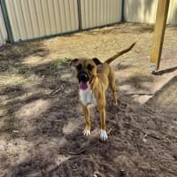 Photo of Piper
