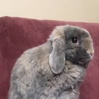 Photo of Sparkles Fonzie 