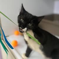 Photo of Shanti (9965)