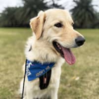 Photo of Indiana   15 Month Old Golden Retriever 