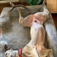 Photo of Monty