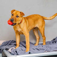 Photo of Cookie