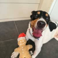 Photo of Sooky   1 Year Old Mini Foxie X