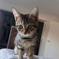 Photo of Delilah