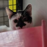 Photo of Chomps