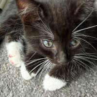 Photo of Fauna Meet Me At Petstock Chelsea