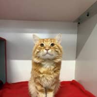 Photo of Armani Bulleau