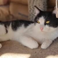 Photo of Sylvester