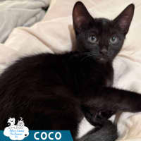 Photo of Coco