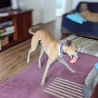 Photo of Tiger, The Greyhound