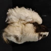 Photo of Bear & Pinky 