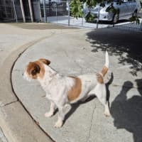 Photo of Aggie! 🌻