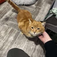 Photo of Lieutenant Dan