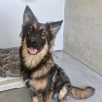 Photo of Lewie Wagger Of Tails (Frank)