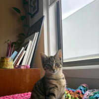 Photo of Bean