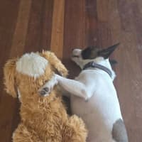 Photo of Milo