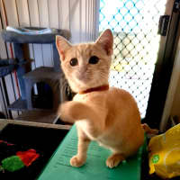 Photo of Chester