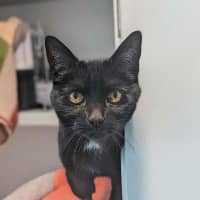 Photo of Ebony