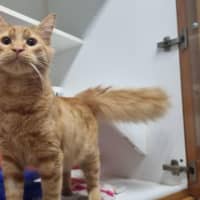 Photo of Mimosa