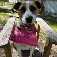 Photo of Willow
