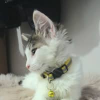 Photo of Poppy