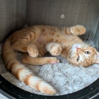 Photo of Misty