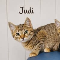 Photo of Judi (On Display At Vets On Parker, Templestowe)
