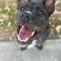 Photo of Woofie