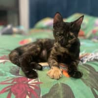 Photo of Shadow