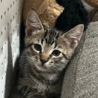 Photo of Declan 🩵🐾